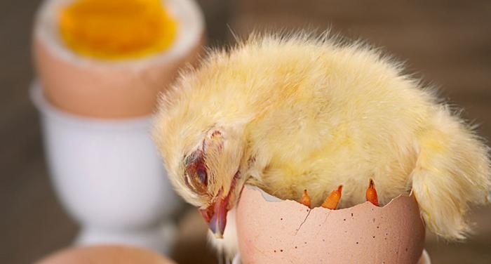 ينمو الجنين الصغير داخل البيضة لمدة 21 يومًا قبل أن