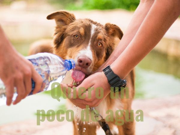 Quiero un poco de agua كيف نقول أريد بعض الماء بالإسبانية